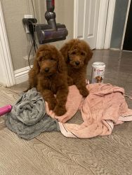 akc red standard poodle male puppy