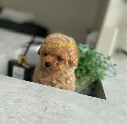 Purebred Toy Poodle Puppies