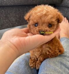 Gorgeous Toy Poodle puppies available