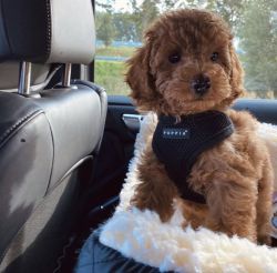 Adorable Toy Poodle Puppies