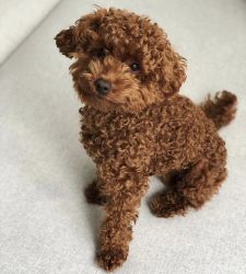 Toy Poodle Pups Available