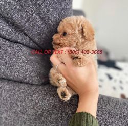 Two Poodle Puppies Needs a New Family