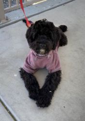 Portuguese water dog for sale