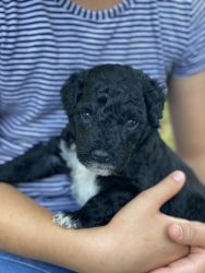 Portuguese Water Dog puppies available