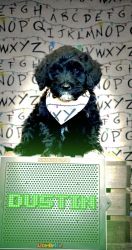 Portuguese Water Dog puppies available Oct 8th