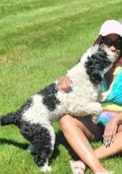 Portuguese water dog for sale