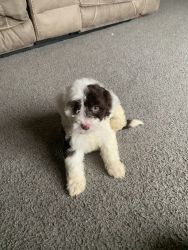 Portuguese Water Dog 9 weeks old