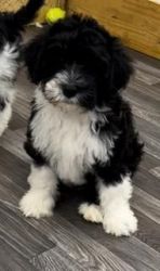 Portuguese Water dog