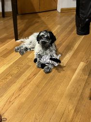 Portuguese Water Dog for sale