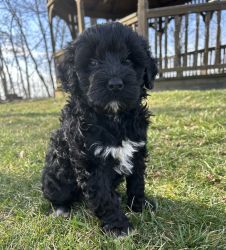 Adorable Akc genetic tested Portuguese water dog