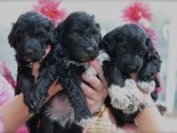 Portuguese Water Dog Puppies For Sale Kc Reg