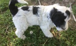 Portuguese Water Dog Puppies For Sale Kc Reg