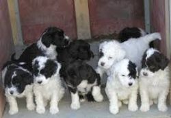 Superb Litter Of Portuguese Water Dogs