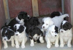 Portuguese Water Dog puppies reeady