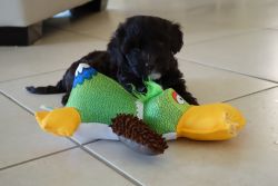 Portuguese Water dog for sale