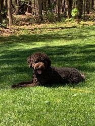 1 yr old Portuguese Water Dog