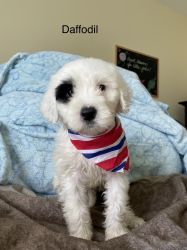Portuguese Water Dog Pups 100% shed free/hypoallergenic