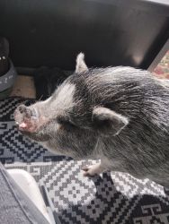 Female pot bellied pig
