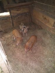 potbelly pigs for sale