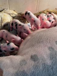 mini pigs for sale
