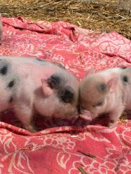 mini pigs for sale