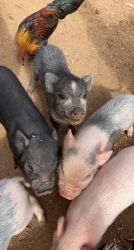 Mini pot belly pigs