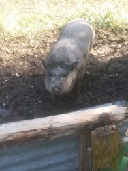Potbelly pig Charlotte 1yr old