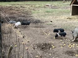 3 month old Piglets