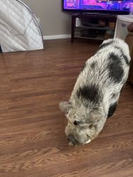 Free pot bellied pig