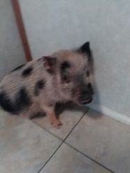 Minature pig