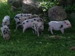 MINI PIGS READY TO GO!