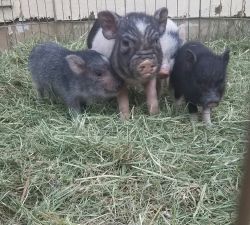 Adorable Itty Bitty Mini Pigs