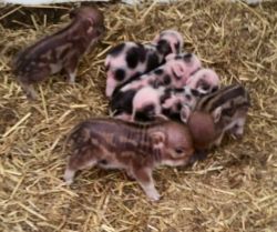 Smallest registered Chinese/juliana micro teacup piglets ready to go!!