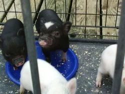 Mini pot belly pigs