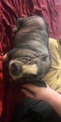 Female Potbelly pig looking for good home