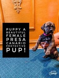 beautiful Presa Canario puppies ready for a family!!
