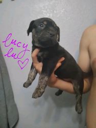 Presa Canario puppies for sale!!! The best purchase you will ever make