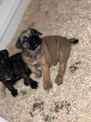 6 Week Presa Canario Puppies Available