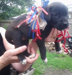 7 Beautiful Presa Canario Puppies Available Now