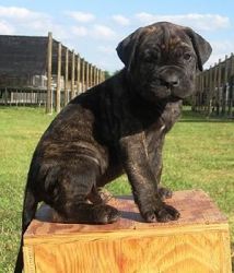 play ful with kids presa canario puppies for sale