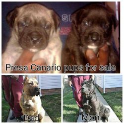 Presa Canario Mastiff Puppies For Sale!!!!!!!