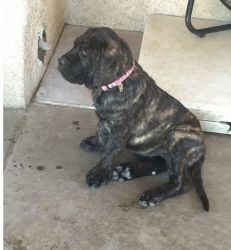 Cute And Lovely Presa Canario Puppies