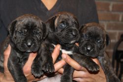 Montreal Presa Puppies Available Now!!!!!!!