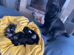 Cute Pug Puppies for sale