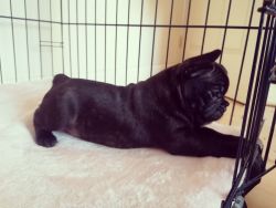 Pure Breed Pugs and French Bulldogs For sale near me