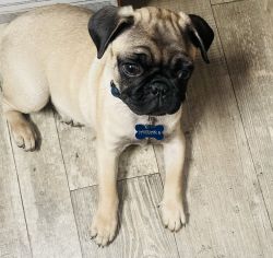 Pug for sale in Los Angeles