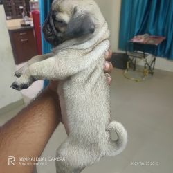 I want sell my 2mounth Pug puppy