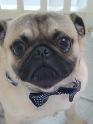 1 yr-old Male Apricot-Fawn Pug Puppy