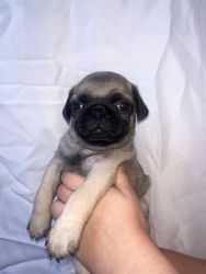 pugs for SALE!