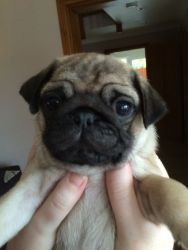 Lovely Pug Pup Available Male Fawn